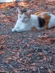 Lost Female Cat last seen Orion at Erika Dr. Windsor Ca 95492, Windsor, CA 95492