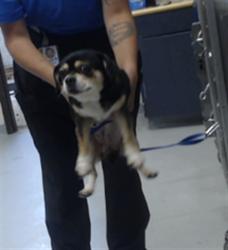 Shelter Stray Female Dog last seen Near BLOCK LEWIS ST, FAYETTEVILLE NC 28303, 4704 Corporation Dr, Fayetteville, NC 28306, USA