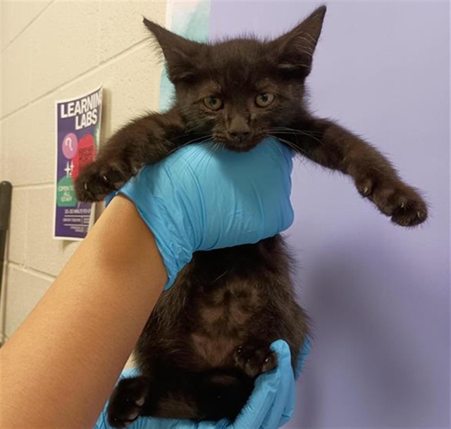 Shelter Stray Male Cat last seen FALL BREEZE CT / MAPLEVIEW WAY, 9150 Union Park Way, Elk Grove, CA 95624, USA