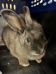 Shelter Stray Female Other last seen Near BLOCK W TIMMERMAN PL, 4522 W 3500 S, West Valley City, UT 84120, USA