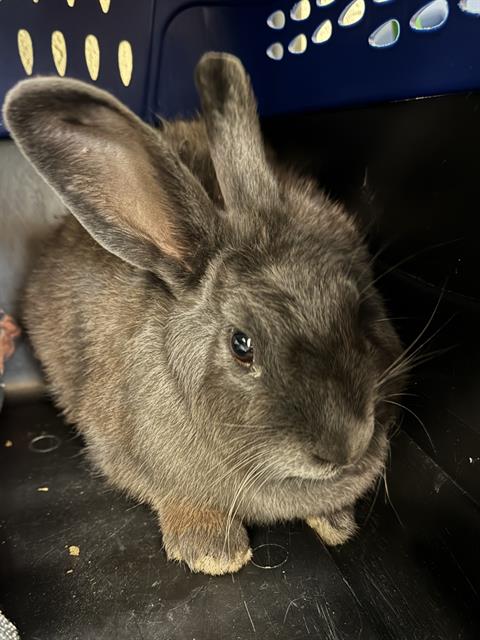 Shelter Stray Female Other last seen Near BLOCK W TIMMERMAN PL, 4522 W 3500 S, West Valley City, UT 84120, USA