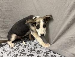 Shelter Stray Male Dog last seen , 38550 Sierra Hwy, Palmdale, CA 93550, USA