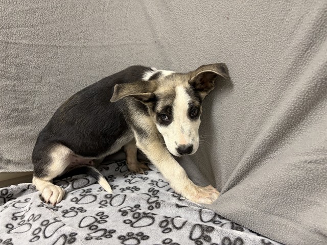 Shelter Stray Male Dog last seen , 38550 Sierra Hwy, Palmdale, CA 93550, USA