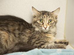 Shelter Stray Female Cat last seen Near BLOCK AND E VAN BUREN, 5501 E Van Buren St, Phoenix, AZ 85008, USA