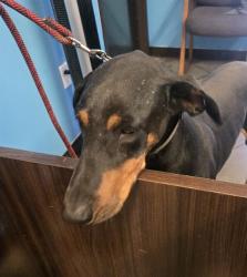 Shelter Stray Male Dog last seen OLD RIVER / CAMPUS PARK BAKERSFIELD, 201 S Mt Vernon Ave, Bakersfield, CA 93307, USA