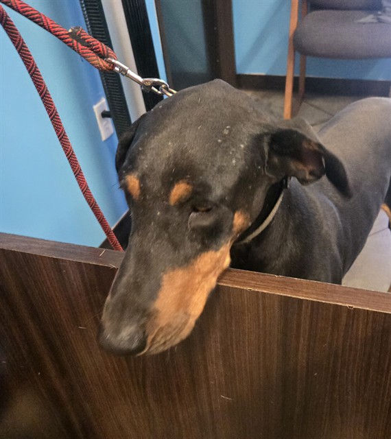 Shelter Stray Male Dog last seen OLD RIVER / CAMPUS PARK BAKERSFIELD, 201 S Mt Vernon Ave, Bakersfield, CA 93307, USA