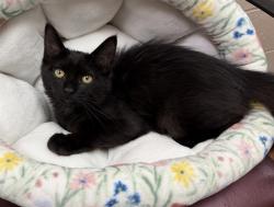 Shelter Stray Female Cat last seen Near BLOCK MARKSMAN TRL, 3528 Newburg Rd, Louisville, KY 40218, USA