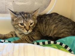 Shelter Stray Female Cat last seen Near BLOCK TRADE PORT DR, 3528 Newburg Rd, Louisville, KY 40218, USA