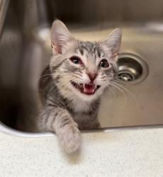 Shelter Stray Female Cat last seen Near BLOCK S 4TH STREET, 3528 Newburg Rd, Louisville, KY 40218, USA