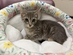 Shelter Stray Female Cat last seen Near BLOCK SOUTH 12TH STREET, 3528 Newburg Rd, Louisville, KY 40218, USA