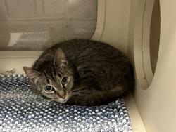 Shelter Stray Female Cat last seen Near BLOCK S 3RD ST #1, 3528 Newburg Rd, Louisville, KY 40218, USA