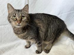 Shelter Stray Female Cat last seen Near BLOCK TAZWELL DR, 3528 Newburg Rd, Louisville, KY 40218, USA