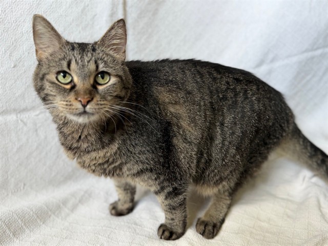 Shelter Stray Female Cat last seen Near BLOCK TAZWELL DR, 3528 Newburg Rd, Louisville, KY 40218, USA