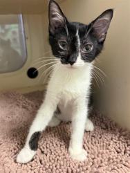 Shelter Stray Male Cat last seen ALLEY CAT ADVOCATES, 3528 Newburg Rd, Louisville, KY 40218, USA