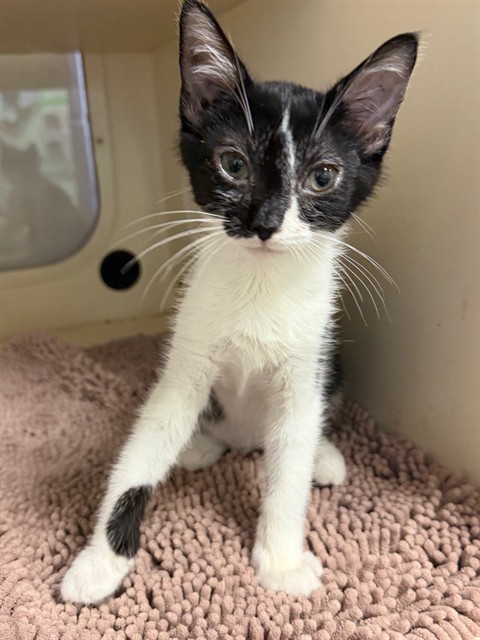 Shelter Stray Male Cat last seen ALLEY CAT ADVOCATES, 3528 Newburg Rd, Louisville, KY 40218, USA