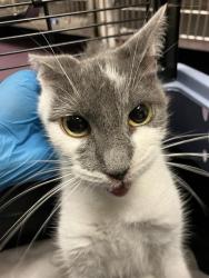 Shelter Stray Female Cat last seen Near BLK E 9TH ST, LONG BEACH, CA 90813, 7700 E Spring St, Long Beach, CA 90815, USA