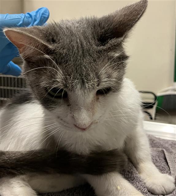 Shelter Stray Female Cat last seen Near BLK E 9TH ST, LONG BEACH, CA 90813, 7700 E Spring St, Long Beach, CA 90815, USA
