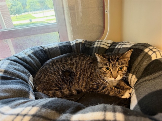 Shelter Stray Female Cat last seen Near BLOCK EAST MADISON STREET, 3528 Newburg Rd, Louisville, KY 40218, USA