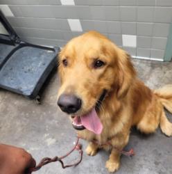 Shelter Stray Male Dog last seen , 957 N Gaffey St, San Pedro, CA 90731, USA