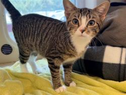 Shelter Stray Female Cat last seen Near BLOCK EAST MADISON STREET, 3528 Newburg Rd, Louisville, KY 40218, USA