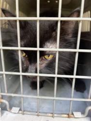 Shelter Stray Female Cat last seen Near BLOCK E KY ST, 3528 Newburg Rd, Louisville, KY 40218, USA