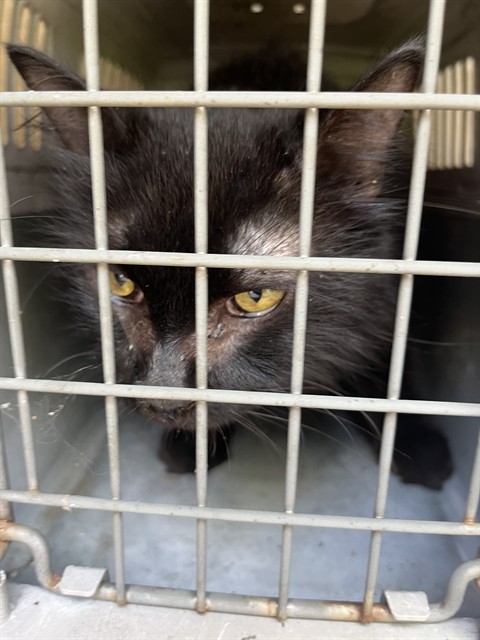 Shelter Stray Female Cat last seen Near BLOCK E KY ST, 3528 Newburg Rd, Louisville, KY 40218, USA