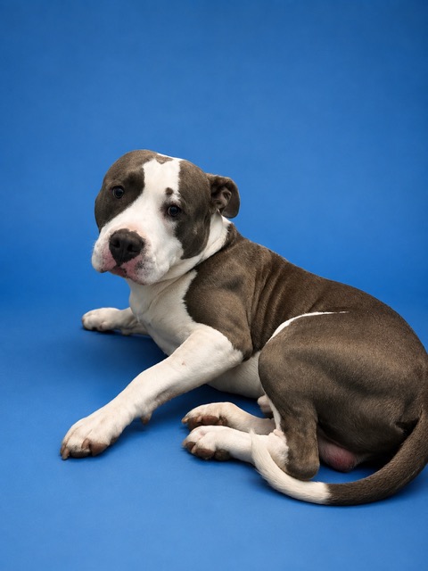 Shelter Stray Male Dog last seen Near BLOCK BARKER ST, 2020 Forest St, Jacksonville, FL 32204, USA