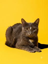 Shelter Stray Male Cat last seen Near BLOCK KONA AVE, 2020 Forest St, Jacksonville, FL 32204, USA