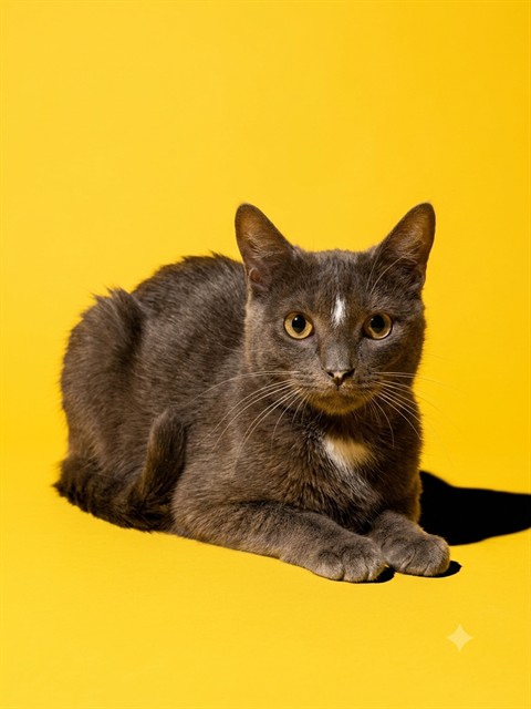 Shelter Stray Male Cat last seen Near BLOCK KONA AVE, 2020 Forest St, Jacksonville, FL 32204, USA
