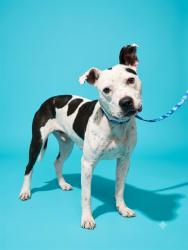 Shelter Stray Female Dog last seen Near BLOCK QUIET COUNTRY, 2020 Forest St, Jacksonville, FL 32204, USA
