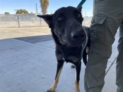 Shelter Stray Male Dog last seen Near BLOCK LOWE ST, LAMONT CA 93241, 3951 Fruitvale Ave, Bakersfield, CA 93308, USA