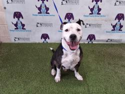 Shelter Stray Male Dog last seen , 2769 Conroy Rd, Orlando, FL 32839, USA