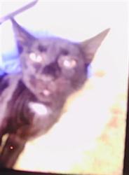Shelter Stray Unknown Cat last seen CHARLOTTE, 8315 Byrum Dr, Charlotte, NC 28217, USA