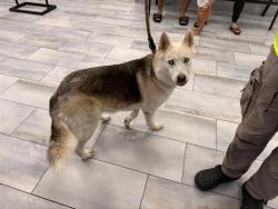 Shelter Stray Female Dog last seen CHARLOTTE, 8315 Byrum Dr, Charlotte, NC 28217, USA