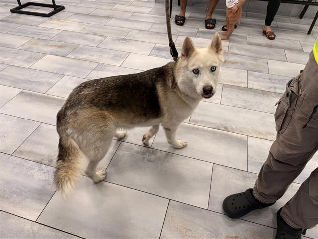 Shelter Stray Female Dog last seen CHARLOTTE, 8315 Byrum Dr, Charlotte, NC 28217, USA