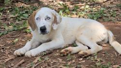 Shelter Stray Female Dog last seen CHARLOTTE, 8315 Byrum Dr, Charlotte, NC 28217, USA