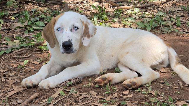 Shelter Stray Female Dog last seen CHARLOTTE, 8315 Byrum Dr, Charlotte, NC 28217, USA