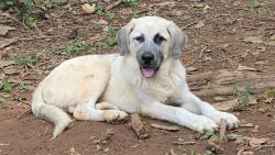 Shelter Stray Female Dog last seen CHARLOTTE, 8315 Byrum Dr, Charlotte, NC 28217, USA