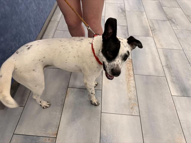 Shelter Stray Male Dog last seen CHARLOTTE, 8315 Byrum Dr, Charlotte, NC 28217, USA