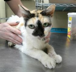 Shelter Stray Female Cat last seen BIG OAKS BLVD/OV, 232 Eslinger Way, Sanford, FL 32773, USA