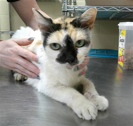Shelter Stray Female Cat last seen BIG OAKS BLVD/OV, 232 Eslinger Way, Sanford, FL 32773, USA