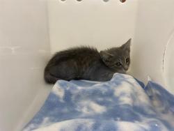 Shelter Stray Male Cat last seen Near BLOCK N 94TH ST, 3839 W Burnham St, West Milwaukee, WI 53215, USA