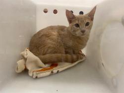 Shelter Stray Female Cat last seen Near BLOCK N 62ND ST, 3839 W Burnham St, West Milwaukee, WI 53215, USA