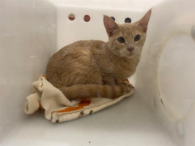 Shelter Stray Female Cat last seen Near BLOCK N 62ND ST, 3839 W Burnham St, West Milwaukee, WI 53215, USA