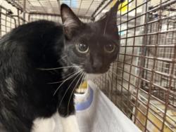 Shelter Stray Female Cat last seen , 14409 Vanowen St, Van Nuys, CA 91405, USA