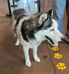 Shelter Stray Male Dog last seen , 14409 Vanowen St, Van Nuys, CA 91405, USA