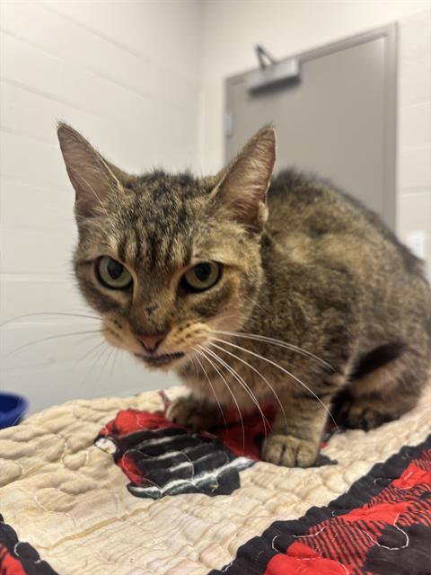 Shelter Stray Female Cat last seen Near, 2600 S Harding St, Indianapolis, IN 46221, USA