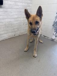 Shelter Stray Male Dog last seen Near BLOCK W 20TH, 333 Chandler Pl, San Bernardino, CA 92408, USA
