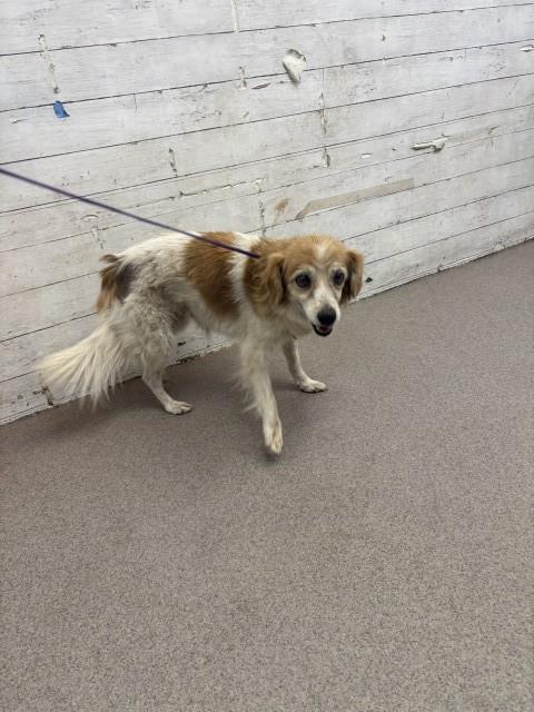 Shelter Stray Female Dog last seen Near BLOCK W 20TH, 333 Chandler Pl, San Bernardino, CA 92408, USA