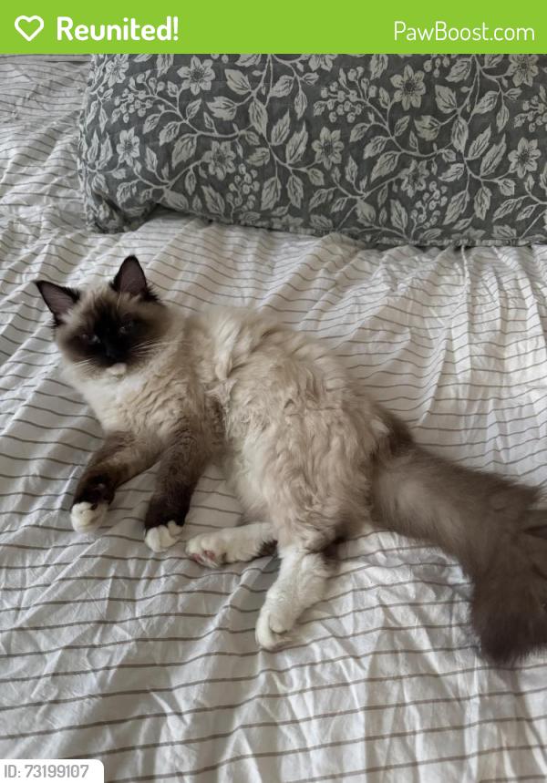 Reunited Female Cat last seen university of mount union, Alliance, OH 44601